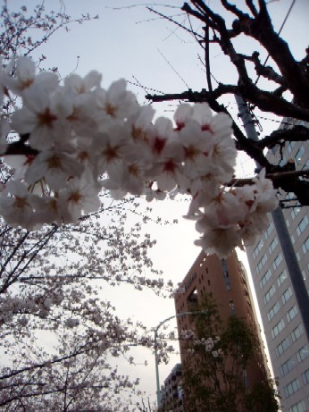 f0043911_110415.jpg