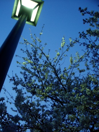 f0043911_1123299.jpg