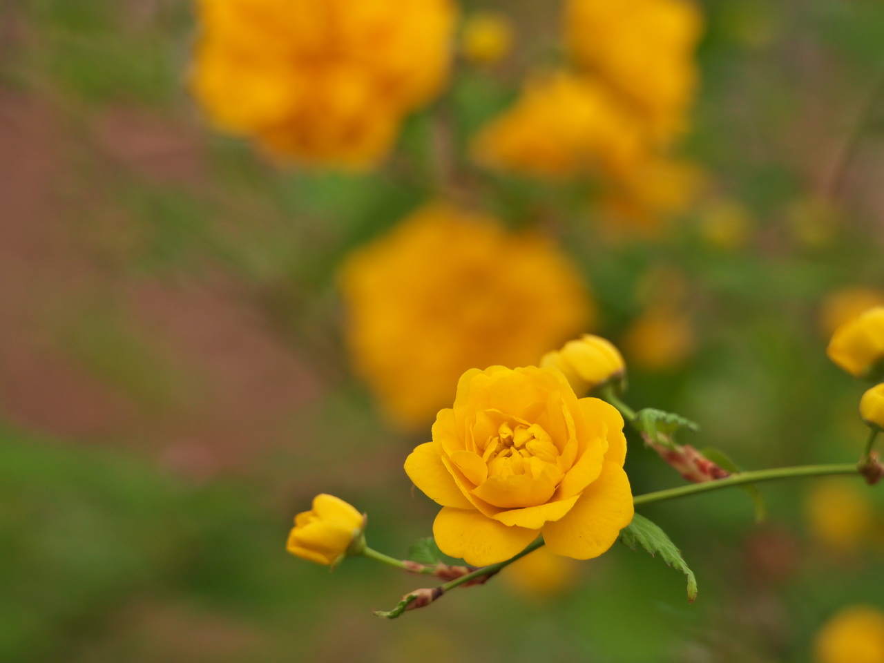 b0093625_1164070.jpg