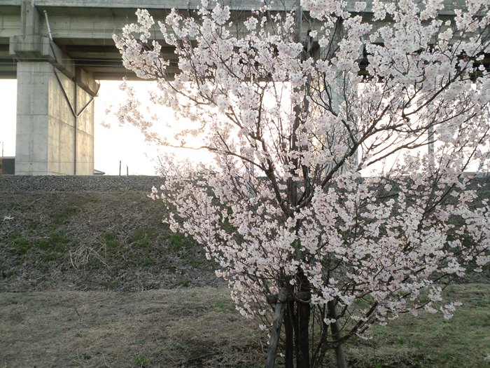 a0049639_20353957.jpg