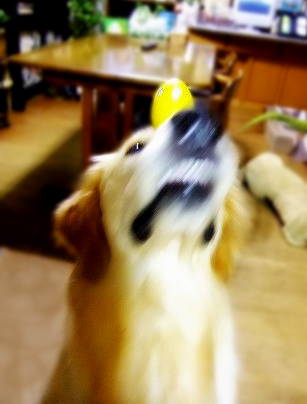 c0097558_1514639.jpg