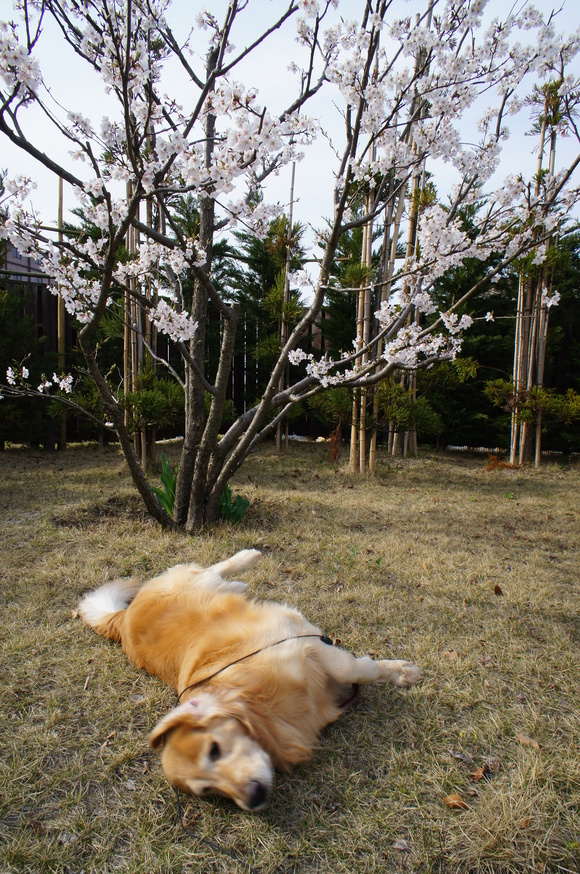 a0040978_16544241.jpg
