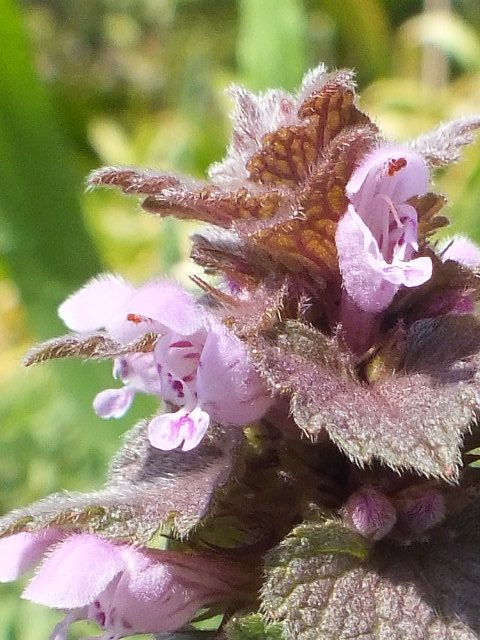 e0145782_17574625.jpg