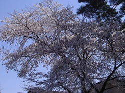 a0142083_22553385.jpg