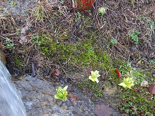 f0069883_17384329.jpg