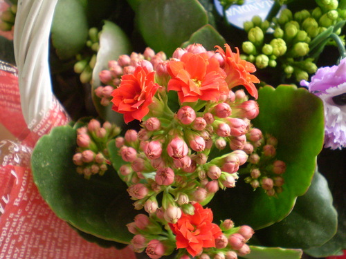 a0135990_21105542.jpg