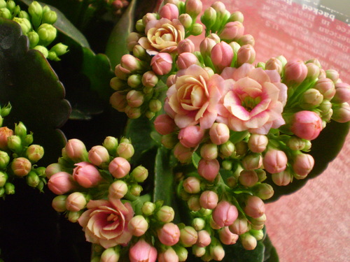 a0135990_2111852.jpg