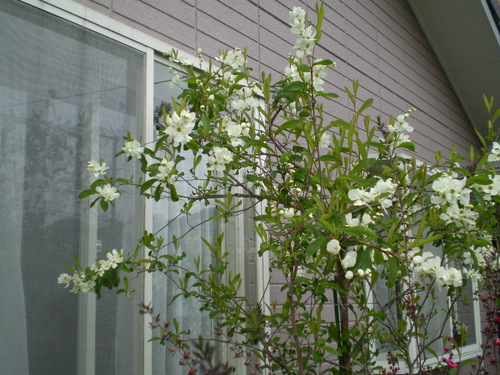 a0135990_2135950.jpg