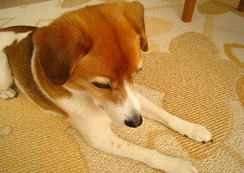 c0084117_2047125.jpg