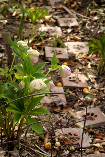 b0075541_17514114.jpg