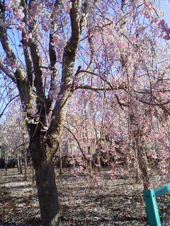 b0077451_15355378.jpg