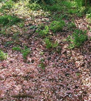e0277352_2117509.jpg