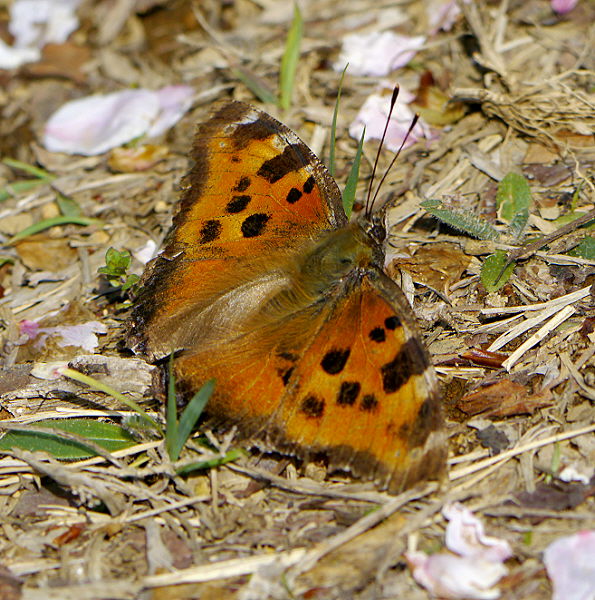 d0091754_149265.jpg