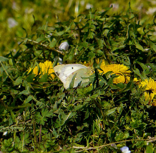 d0091754_1528912.jpg