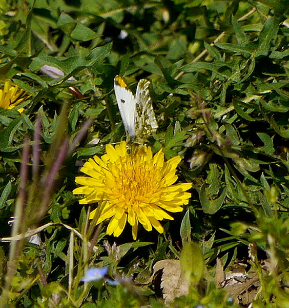 d0091754_156251.jpg