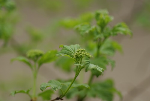 c0186463_17462656.jpg