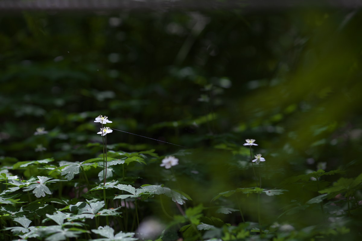 a0083081_15482820.jpg