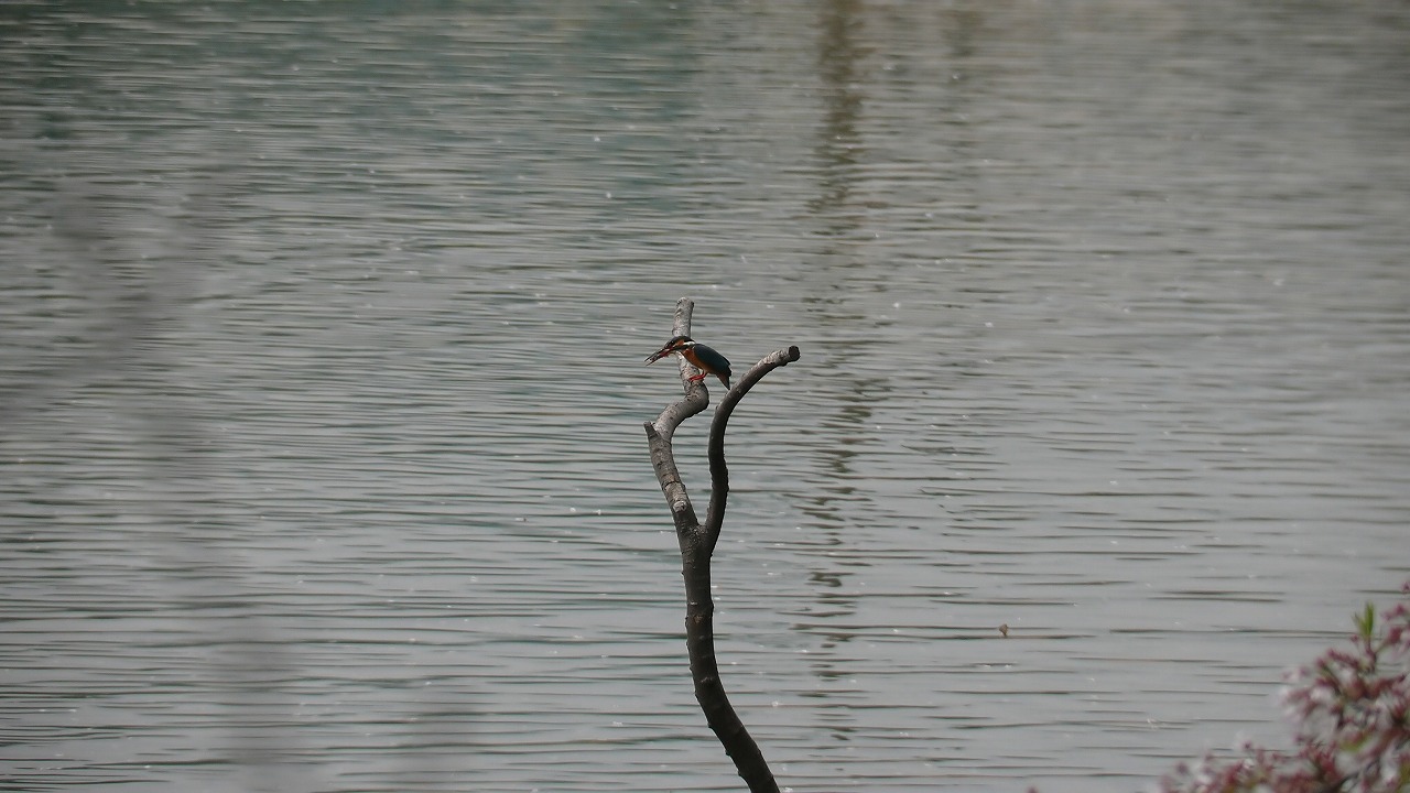 a0185081_16441743.jpg