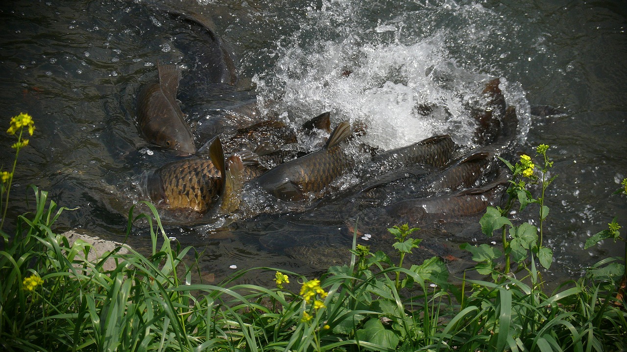 a0185081_16451738.jpg