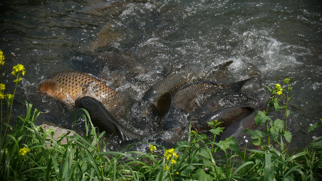 a0185081_16452889.jpg