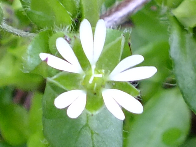 e0145782_6575295.jpg