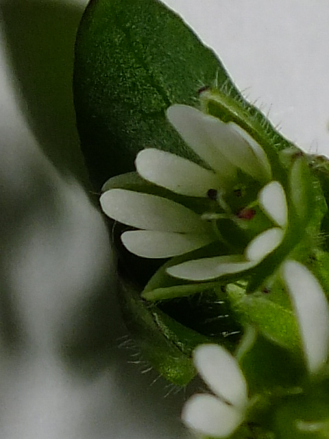 e0145782_6582473.jpg