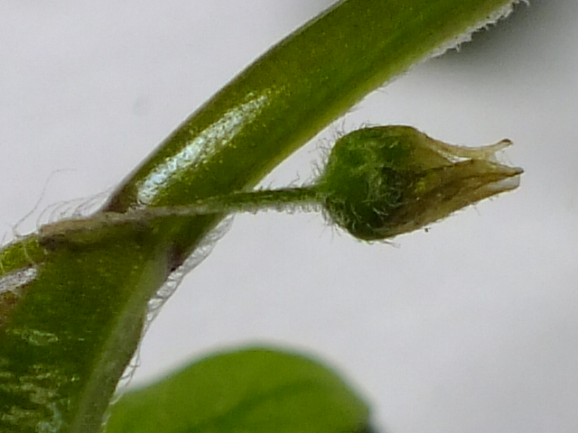 e0145782_704838.jpg