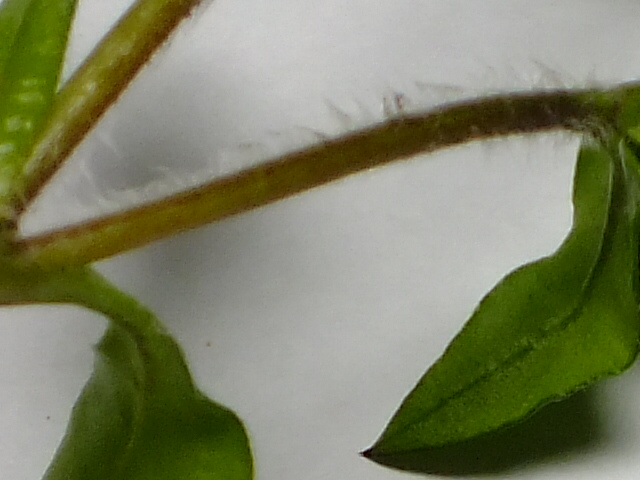 e0145782_7099.jpg