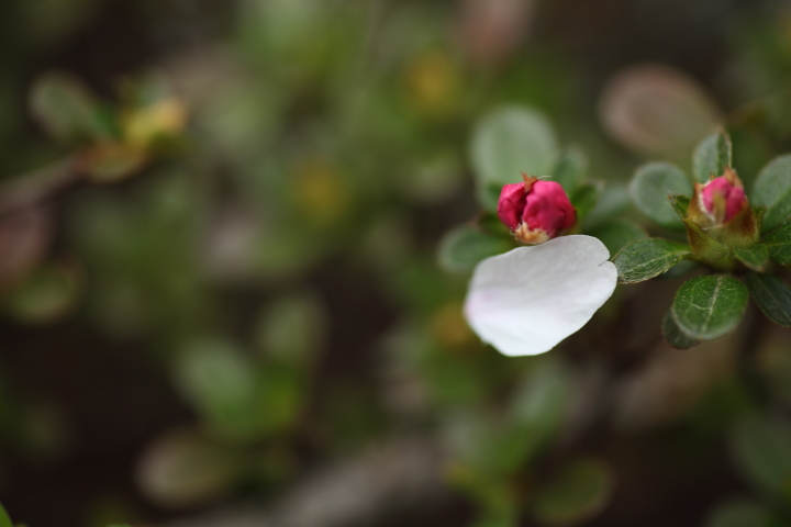 f0164989_9441567.jpg