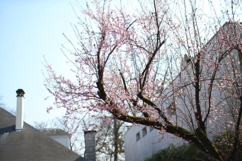 c0090198_2525013.jpg