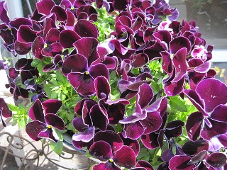 c0152002_184965.jpg