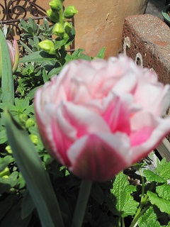c0152002_1852682.jpg