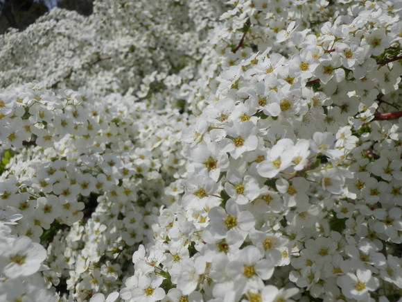 c0062511_727147.jpg