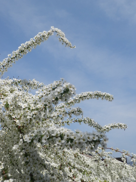 c0062511_7275264.jpg
