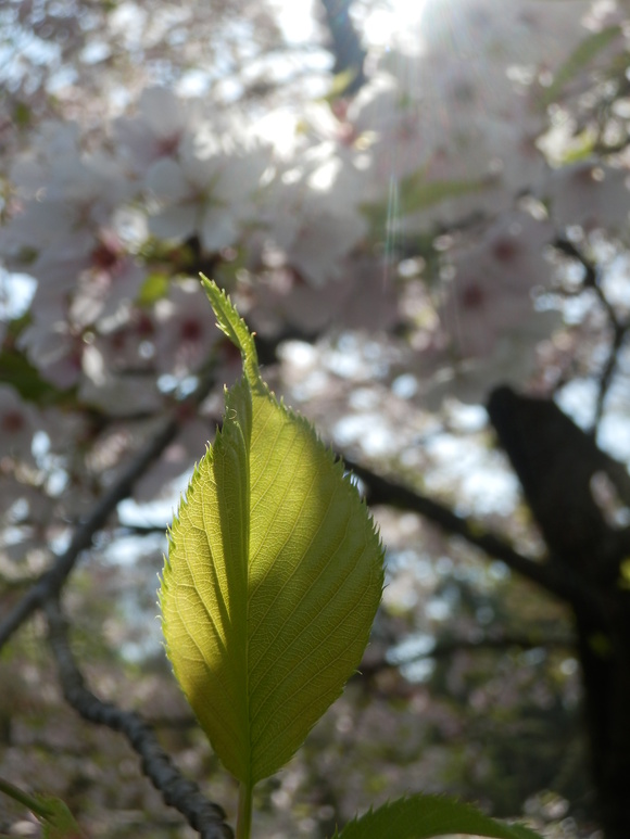 c0062511_744131.jpg