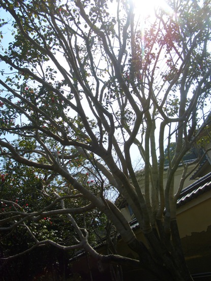 e0033713_1640108.jpg