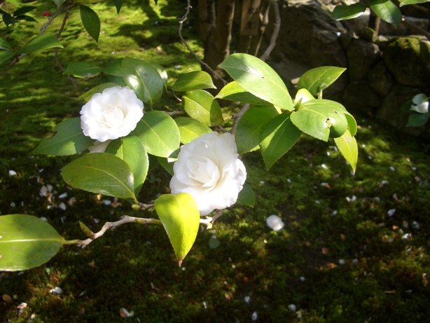 e0033713_16452144.jpg