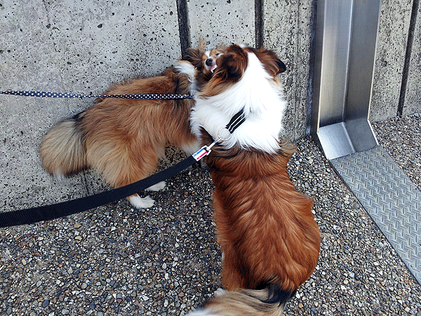 b0066826_21585542.gif