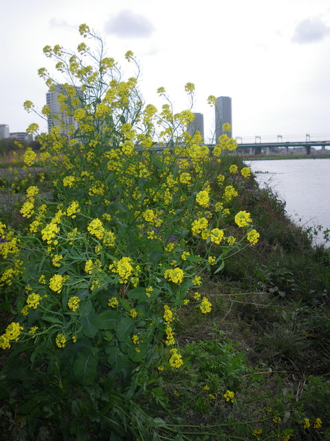 c0202727_13594882.jpg