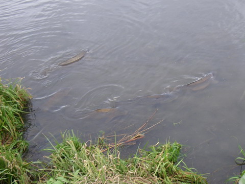 c0202727_142174.jpg