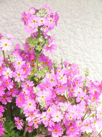 b0089338_20425595.jpg