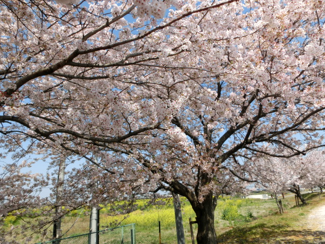 c0194042_22343274.jpg