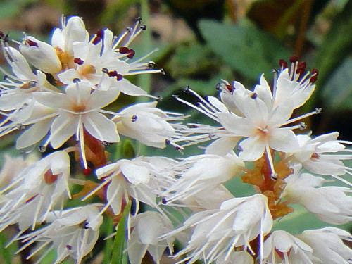 c0179351_11521472.jpg