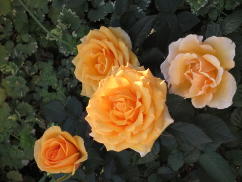 a0243064_927228.jpg