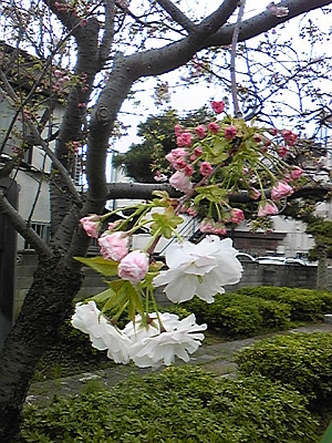 a0079878_18111719.jpg