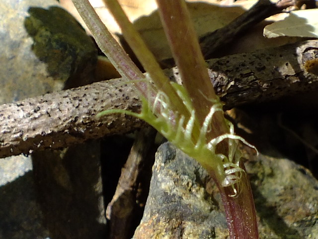 e0145782_6304839.jpg