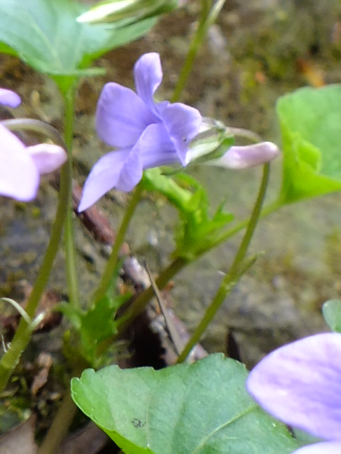 e0145782_6354682.jpg