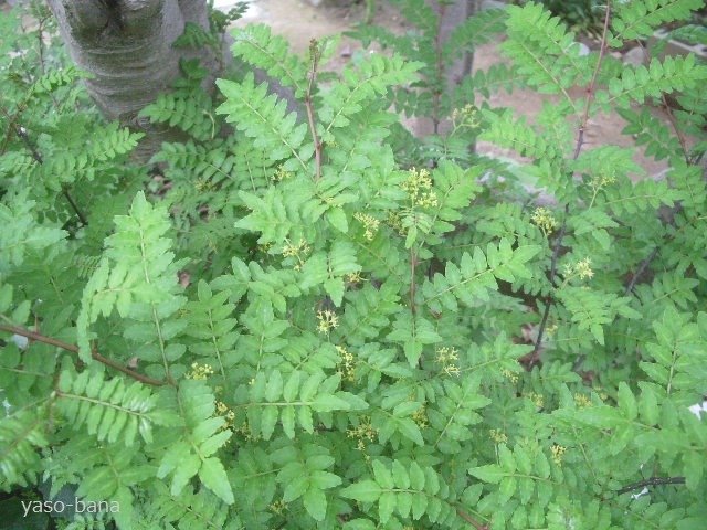 e0025300_2115215.jpg