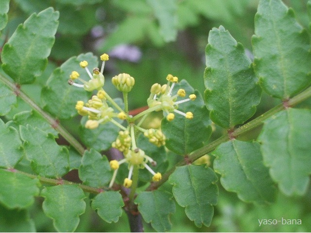 e0025300_21292378.jpg