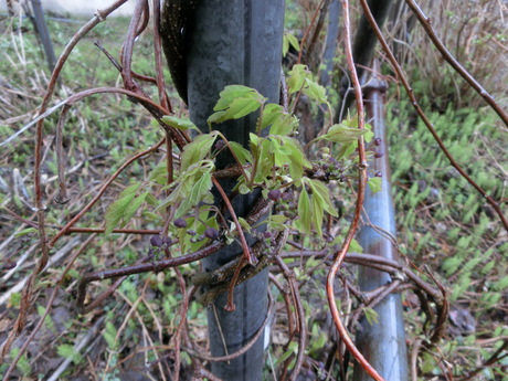 a0203003_9362370.jpg